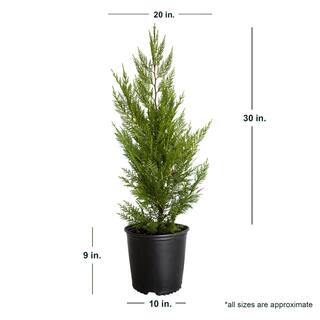 FLOWERWOOD 2.5 Gal - Leyland Cypress Live Evergreen Tree Rich Green Foliage 12373FL