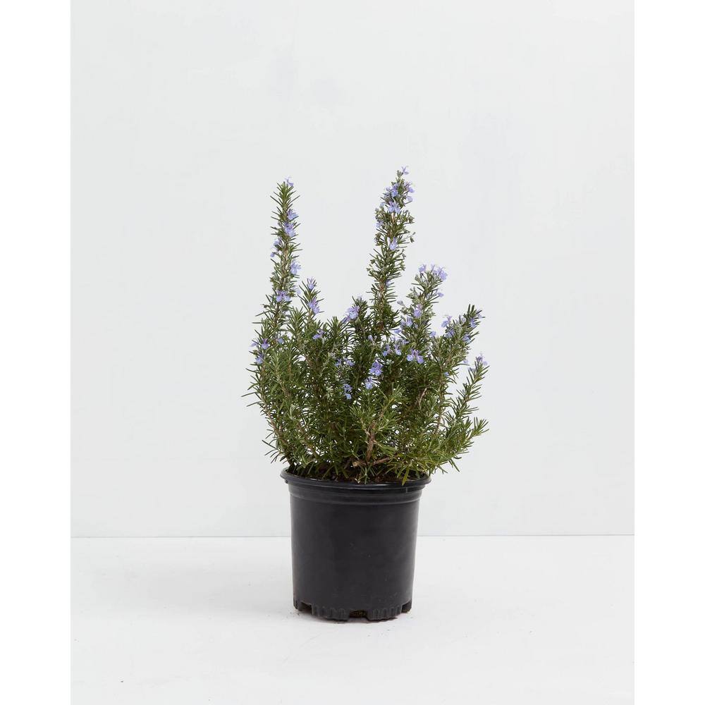 LIVELY ROOT 1 Gal. Tuscan Blue Rosemary Plant (Rosmarinus Officinalis) Plant in Grower Pot LRBLRMRY