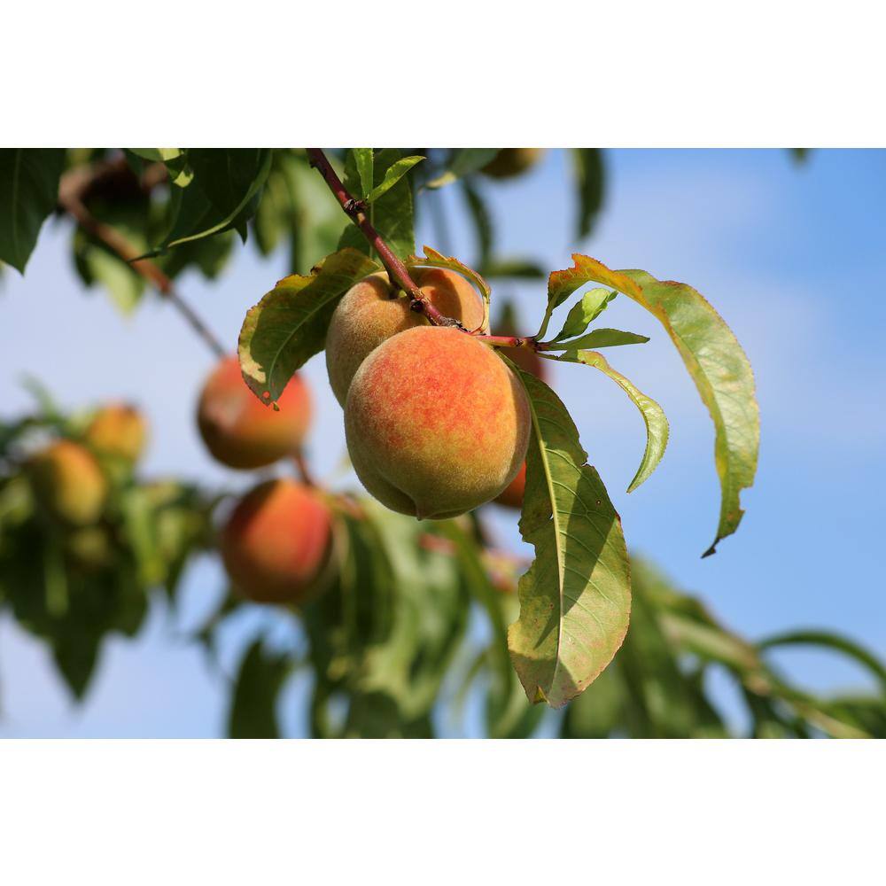 Online Orchards Suncrest Peach Tree Bare Root FTPE004