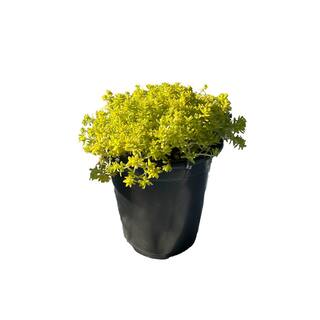 Cesicia Non-Fragrant Live Gold Moss Sedum Planter Pet-Safe (3-Piece) RichM814Cacti01