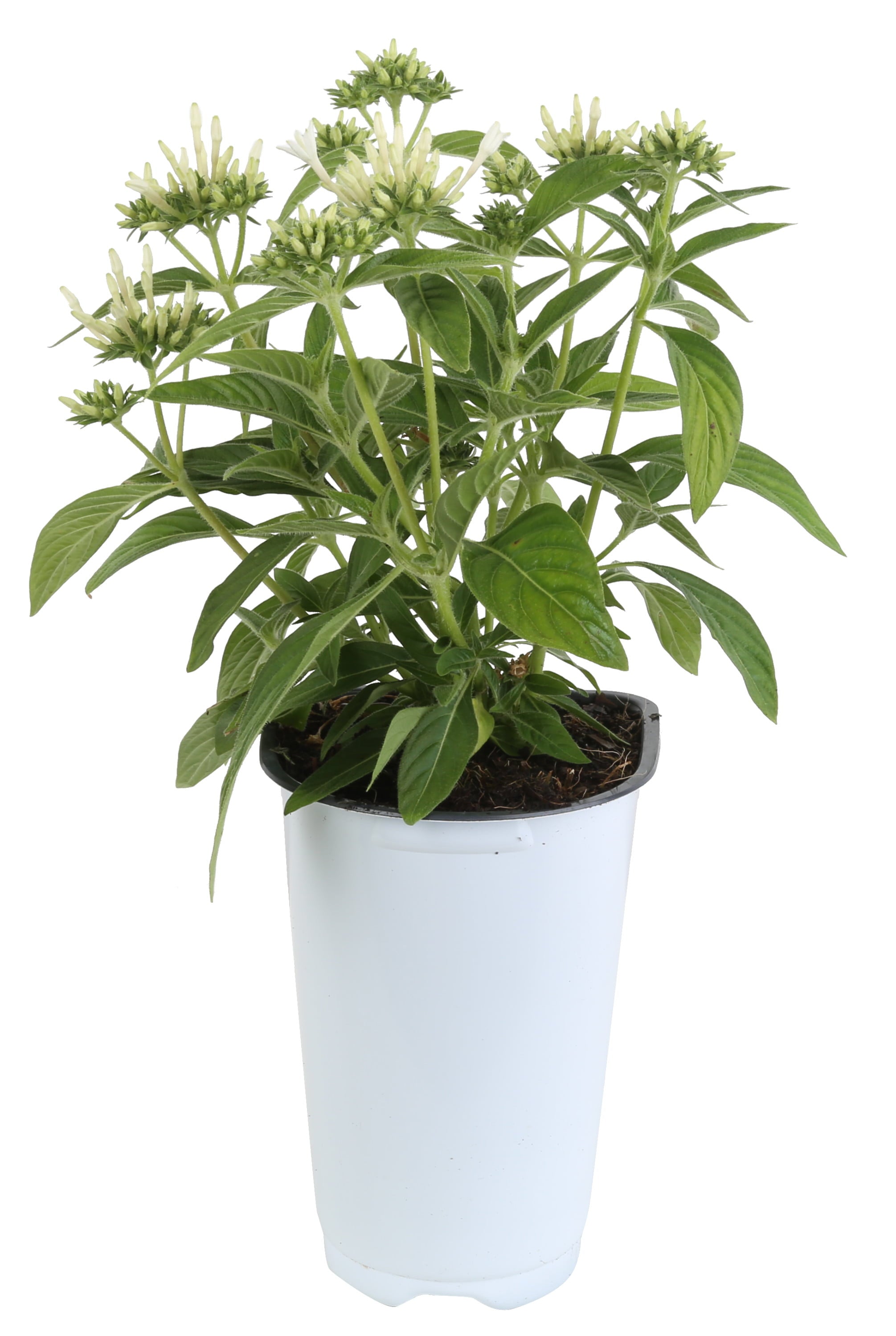 Costa Farms  Live Outdoor 13.5in. Tall White Pentas; Full Sun Outdoors Plant in 4.5in. Grower Pot， 8-Pack