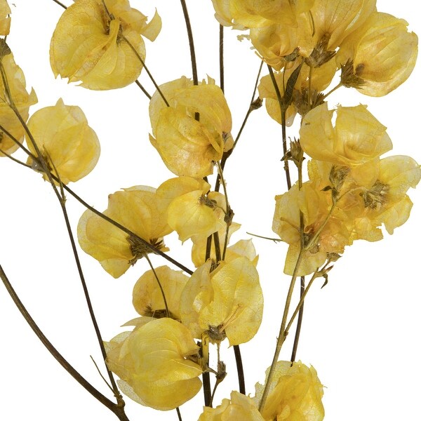 Vickerman 13.517 Yellow Dried Cara Blossom Bundle，Preserved.