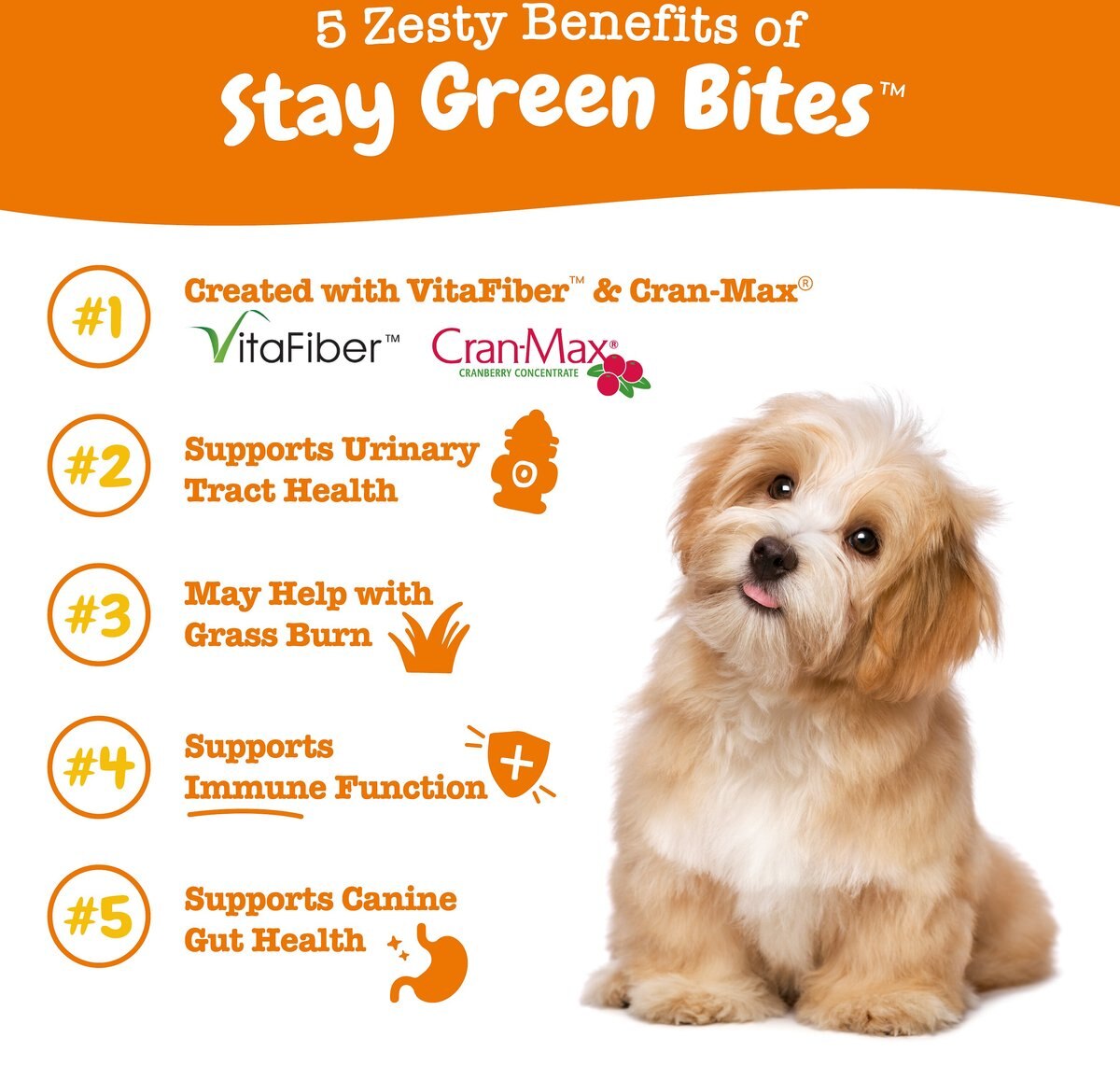 Zesty Paws Stay Green Bites Beef Flavored Soft Chews Digestive Supplement for Dogs