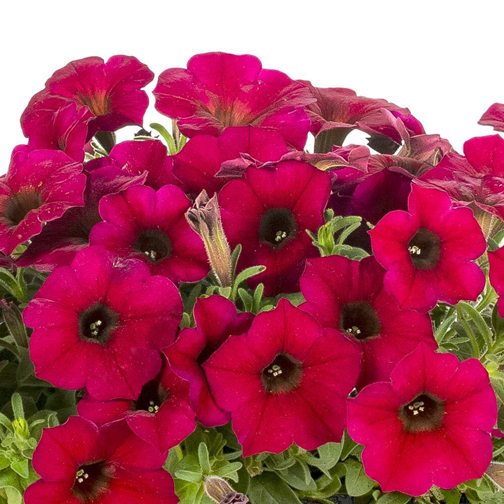 SUPERCAL 1 Qt. Bordeaux SuperCal Petunia Outdoor Annual Plant with Red Flowers (5-Pack) 4770