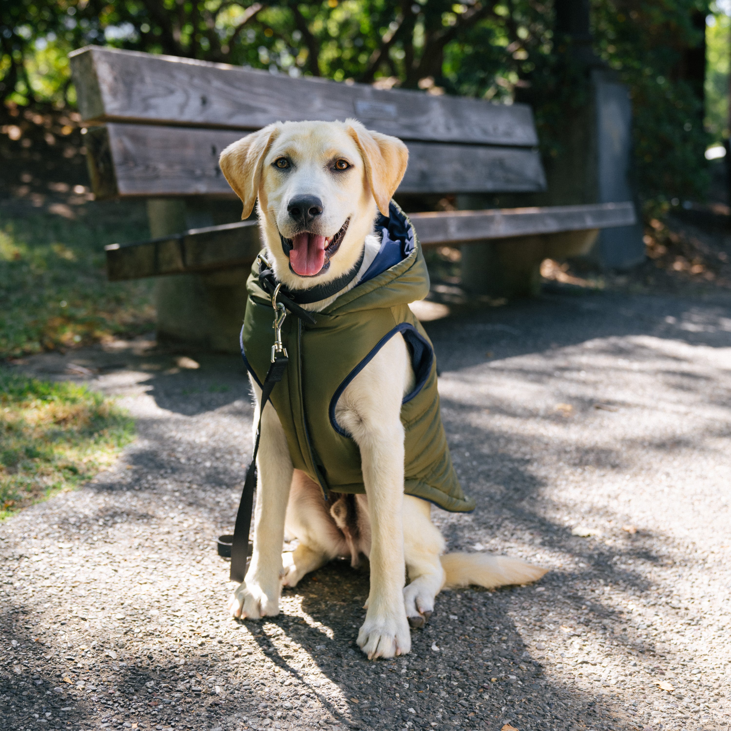 Gap Pet， Dog Clothes， Green Utility Dog Jacket