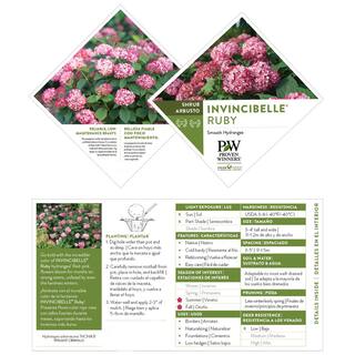 PROVEN WINNERS 2 Gal. Invincibelle Ruby Hydrangea Shrub with Ruby Red and Pink Silvery Blooms 17108