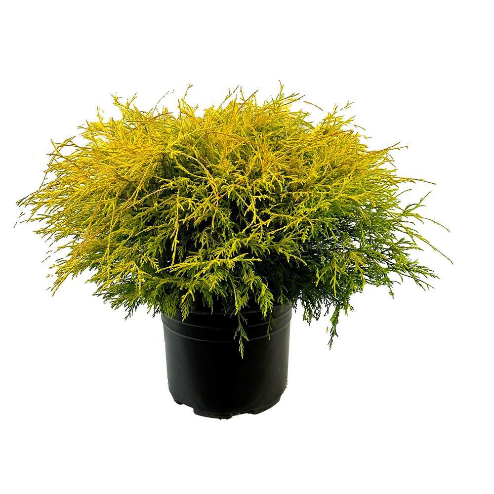 2.25 Gal. Lemon Thread Cypress Live Shrub with Yellow Green Foliage O162103