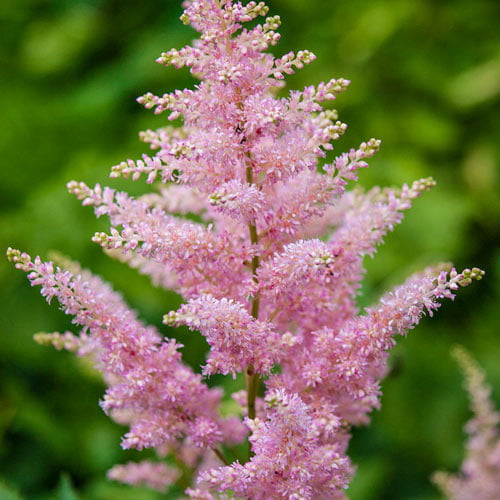 Pink Flowering Astilbe Perennial Mixture， Dormant Bare Root Starter Plants， (6-Pack)