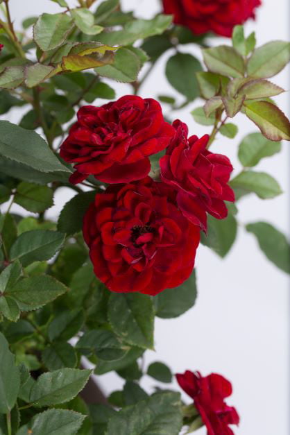 Bareroot Sunblaze® Red Miniature Rose with Red Flowers - Live Plants - 2 Piece