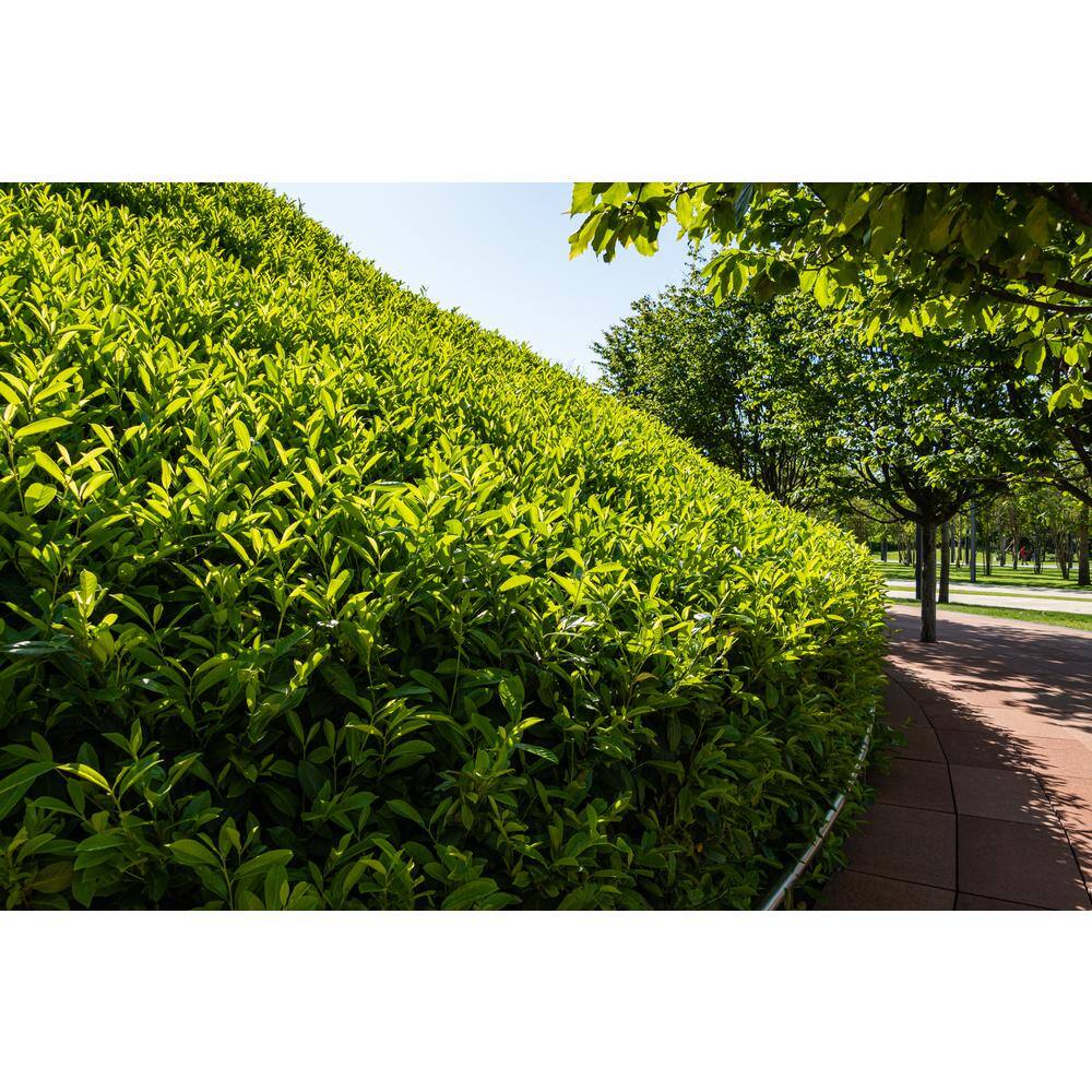 Online Orchards 1 Gal. Skip Hedge Laurel with Fast Growing Drought-Tolerant Evergreen Foliage SBCL003