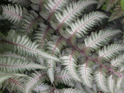 Classy Groundcovers - Collection #2 of Variegated Plants for Shade that Deer Avoid: 50  Pachysandra terminalis 'Silver Edge'， 25 Vinca major 'Variegata'， 25 Athyrium niponicum 'Pictum'