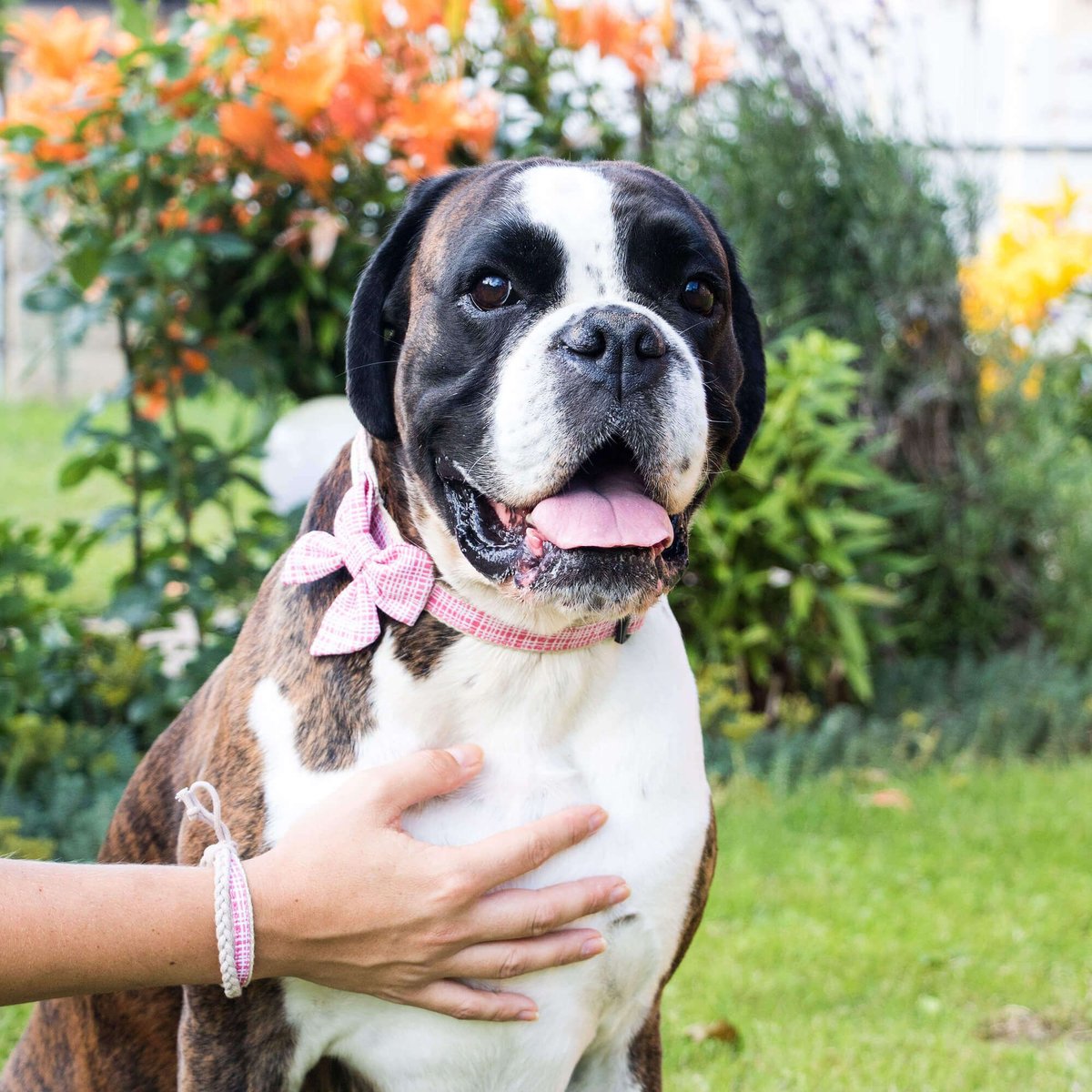 Pettsie Cotton Bow Tie Standard Dog Collar