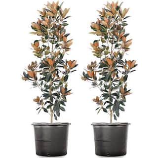 4-5 ft. Tall Little Gem Magnolia (2-Pack) THD00162