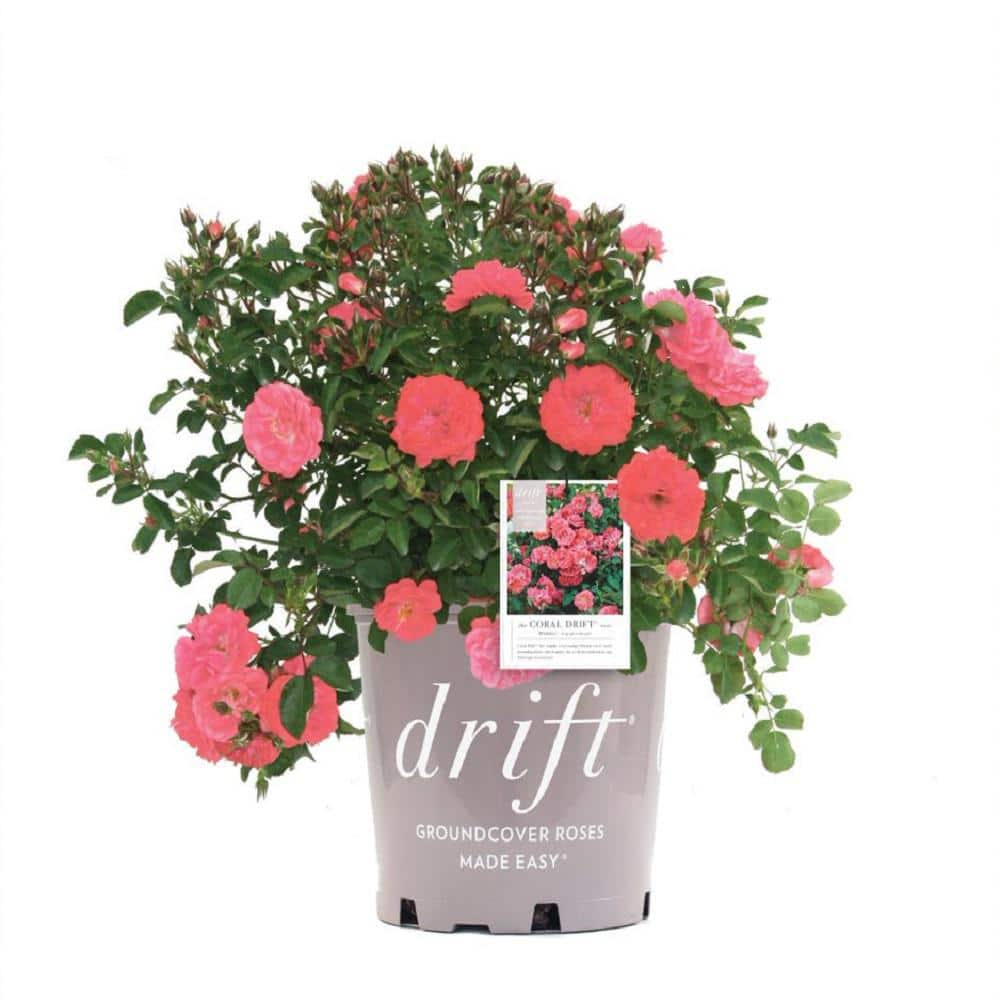 Drift 1 Gal. Coral Drift Rose Bush with Coral Flowers 19751