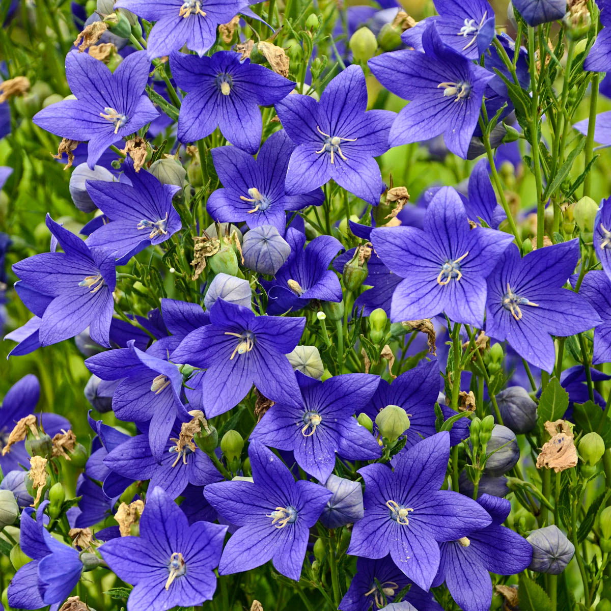 Fuji Blue Flowering Balloon Flower Dormant Bare Root Perennial Plant， 1-Pack