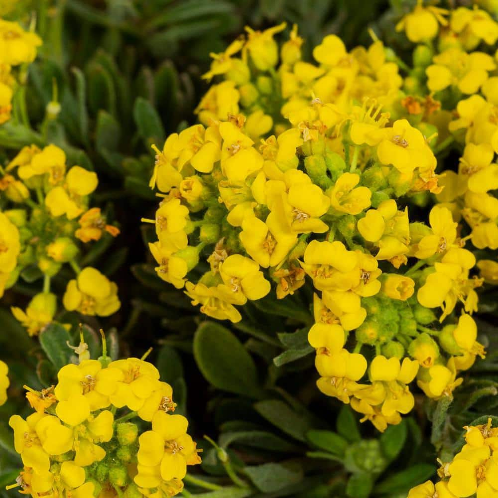 Vigoro 2 qt. Alyssum Sweet Alyssum Golden Spring Yellow Perennial Plant (3-Pack) 78536