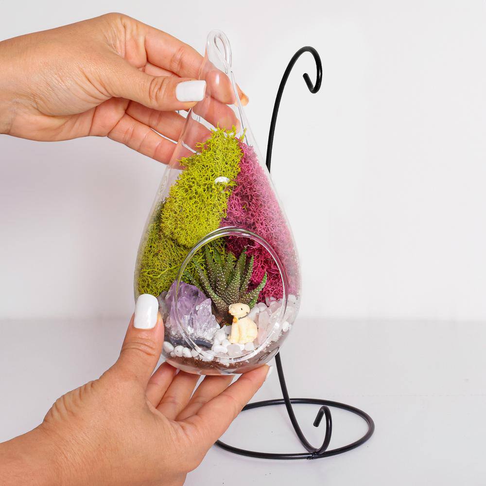 Creations by Nathalie DIY Terrarium Kit with Live Succulent Glass Teardrop Metal Stand Reindeer Moss Crystals Rocks Tools and Figurine CW-OS3V-7UGJ