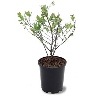 #1 Windmill Palm (2-Pack) THD00097