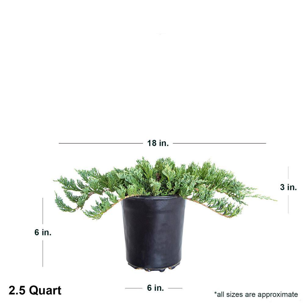 FLOWERWOOD 2.5 Qt. Blue Rug Juniper Evergreen Groundcover Shrub 3465Q