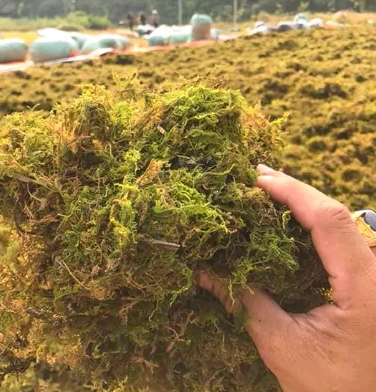 Long lasting Preserved Moss Artificial Sphagnum Rooting plants Decorative Moss Pole Garden Supplies Indoor