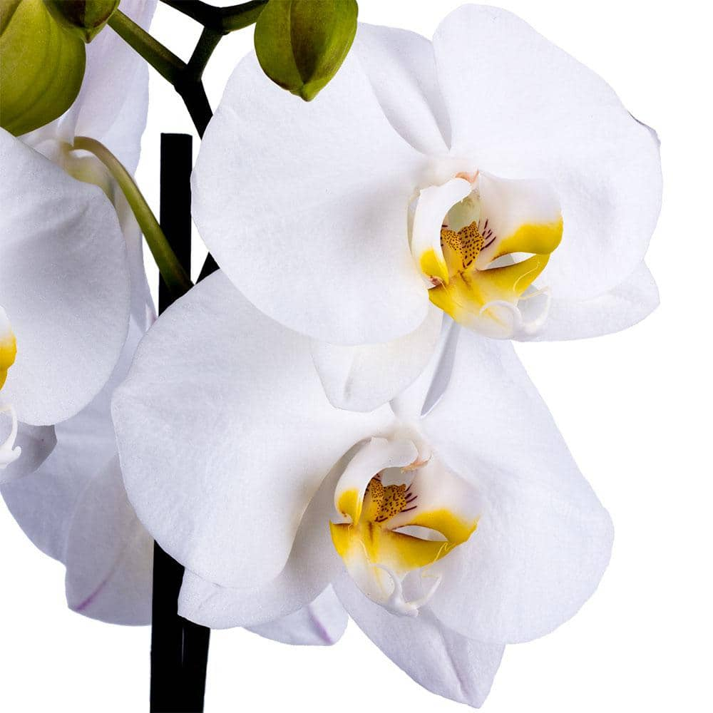 DecoBlooms 5 in. Orchid White in Container DB8984