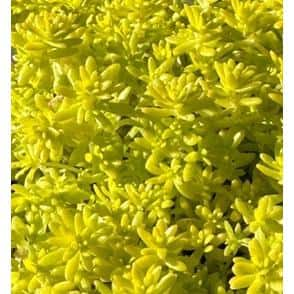 Cesicia Gold Moss Sedum Plants in Separate in. Pots (5-Pack) W-FXO-91