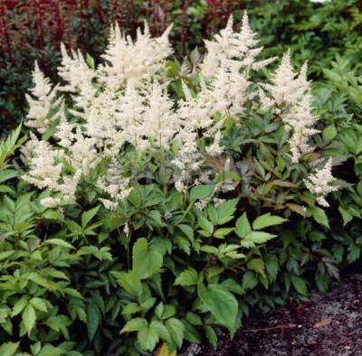 Classy Groundcovers - False Spirea (White) White Japanese Astilbe， White Goats Beard， White False Goatsbeard {10 Bare Root Plants}