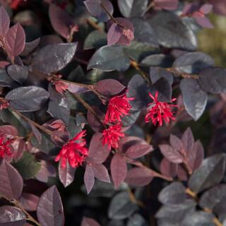 Baucom's 2 Gal. Red Diamond Loropetalum Shrub with Burgundy Foliage and Pink Flowers 14376