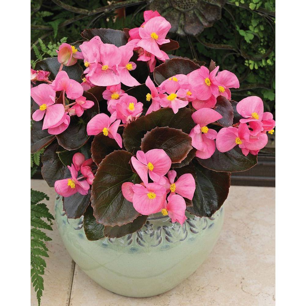 Pure Beauty Farms 1.38 Pt. Begonia Plant Green Leaf Pink Flower in 4.5 in. Grower's Pot (4-Plants) DC45BEGGLP4