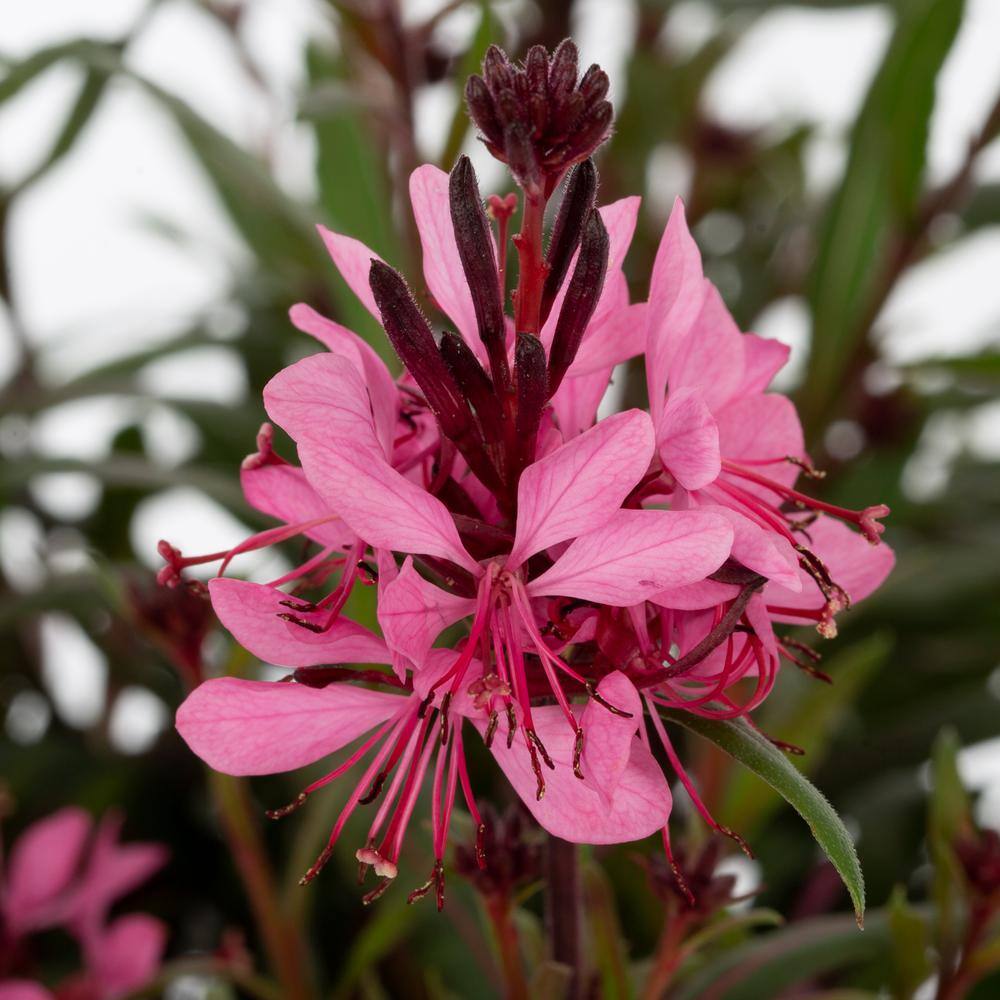 METROLINA GREENHOUSES 2 Qt. Gaura Belleza Pink Perennial Plant (3-Pack) 4139