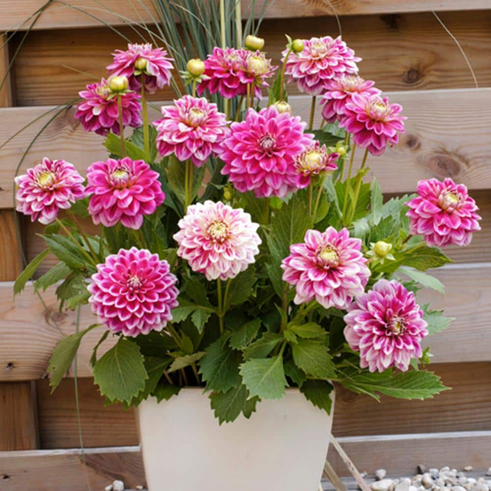 VAN ZYVERDEN Dahlias Go Go 2-Tone Bulbs (Set of 3) 11220