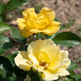 KNOCK OUT 1 Gal. Easy Bee-zy Knock Out Rose Bush with Yellow Flowers 13175