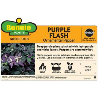 Bonnie Plants 19 oz. Purple Flash Pepper Plant 3301