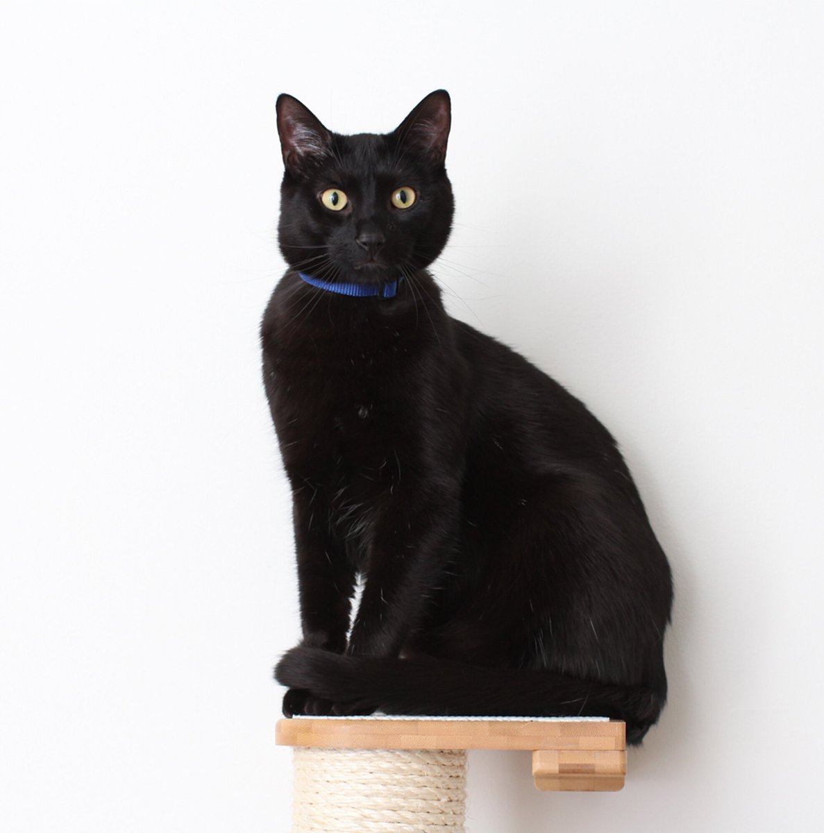 CatastrophiCreations Sisal Cat Climbing Pole