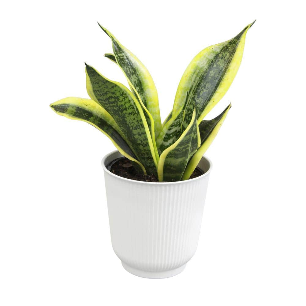 ALTMAN PLANTS Decorative Snake Plant Gift (Sansevieria Superba) in 4.25 in. White Pot 0873204