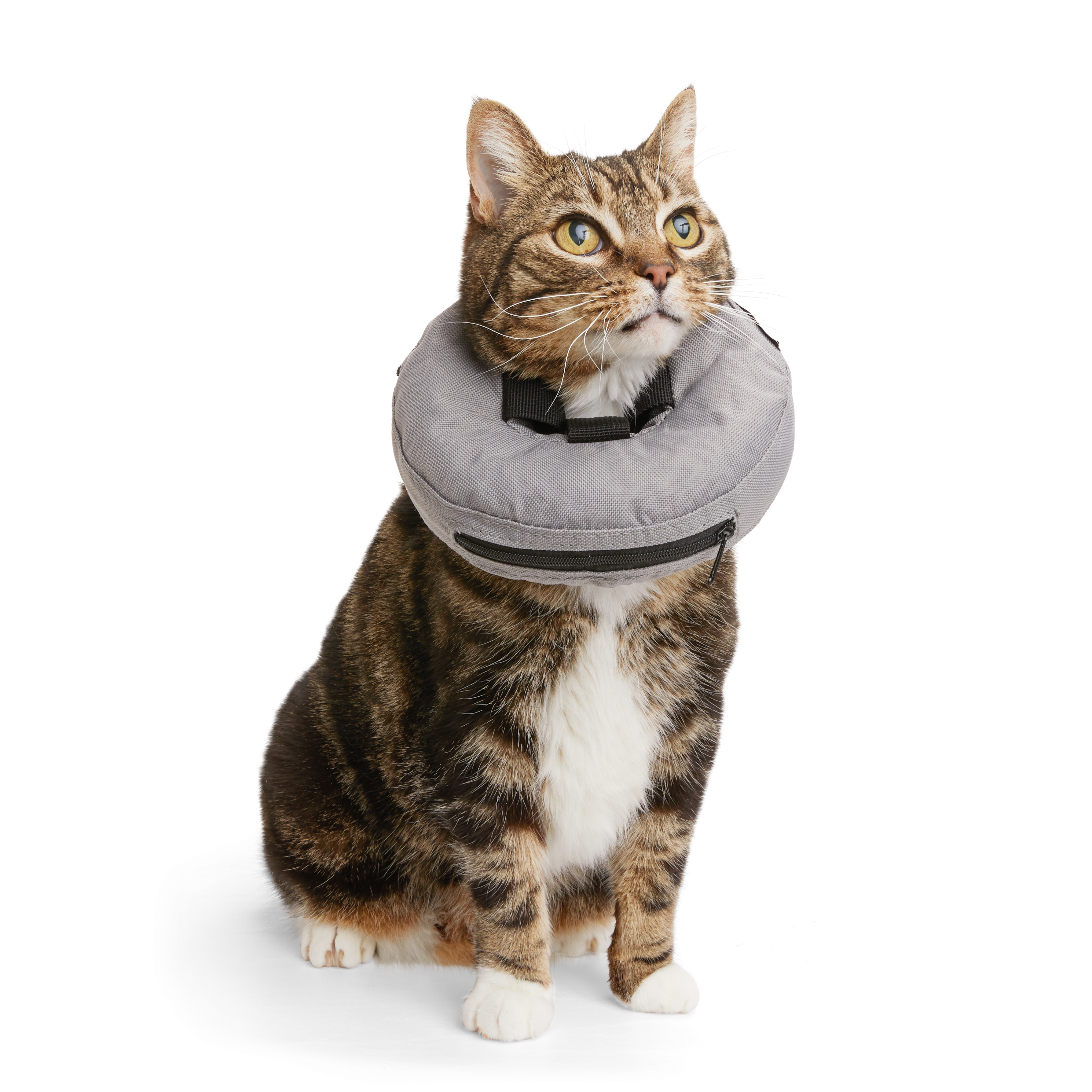 Well  Good Inflatable Recovery Cat Collar