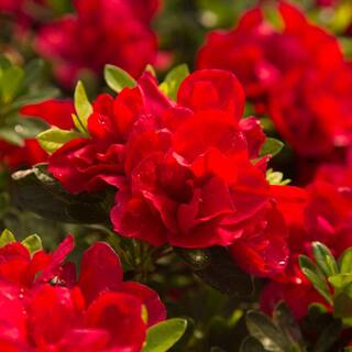 ENCORE AZALEA 2 Gal. Autumn Bonfire Shrub with Clear Red Reblooming Flowers 80372