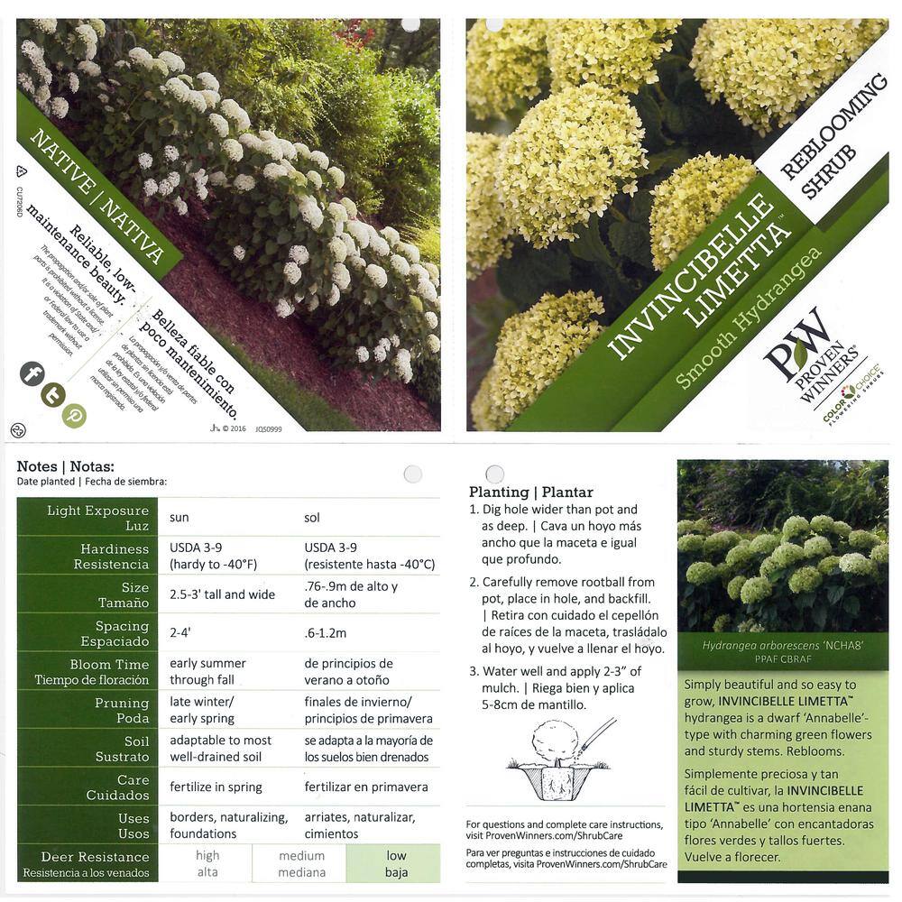 PROVEN WINNERS 1 Gal. Invincibelle Limetta Smooth Hydrangea (Arborescens) Live Shrub Green-White Flowers HYDPRC1156101