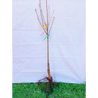 Online Orchards 4-in-1 Apple Jubilee Tree Bare Root CBAP004