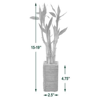 Arcadia Garden Products 2-12 in. 5-Stem Lucky Bamboo Dark Aged Wood Clay Planter LV25