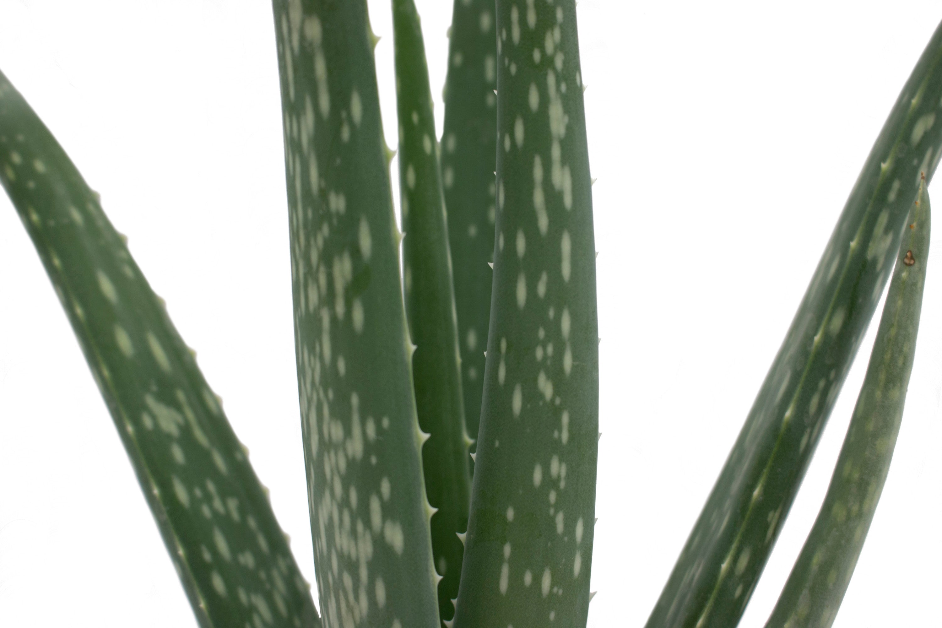 Costa Farms  Live Indoor 7in. Tall Green Aloe Vera; Bright， Direct Sunlight Plant in 4in. Décor Pot