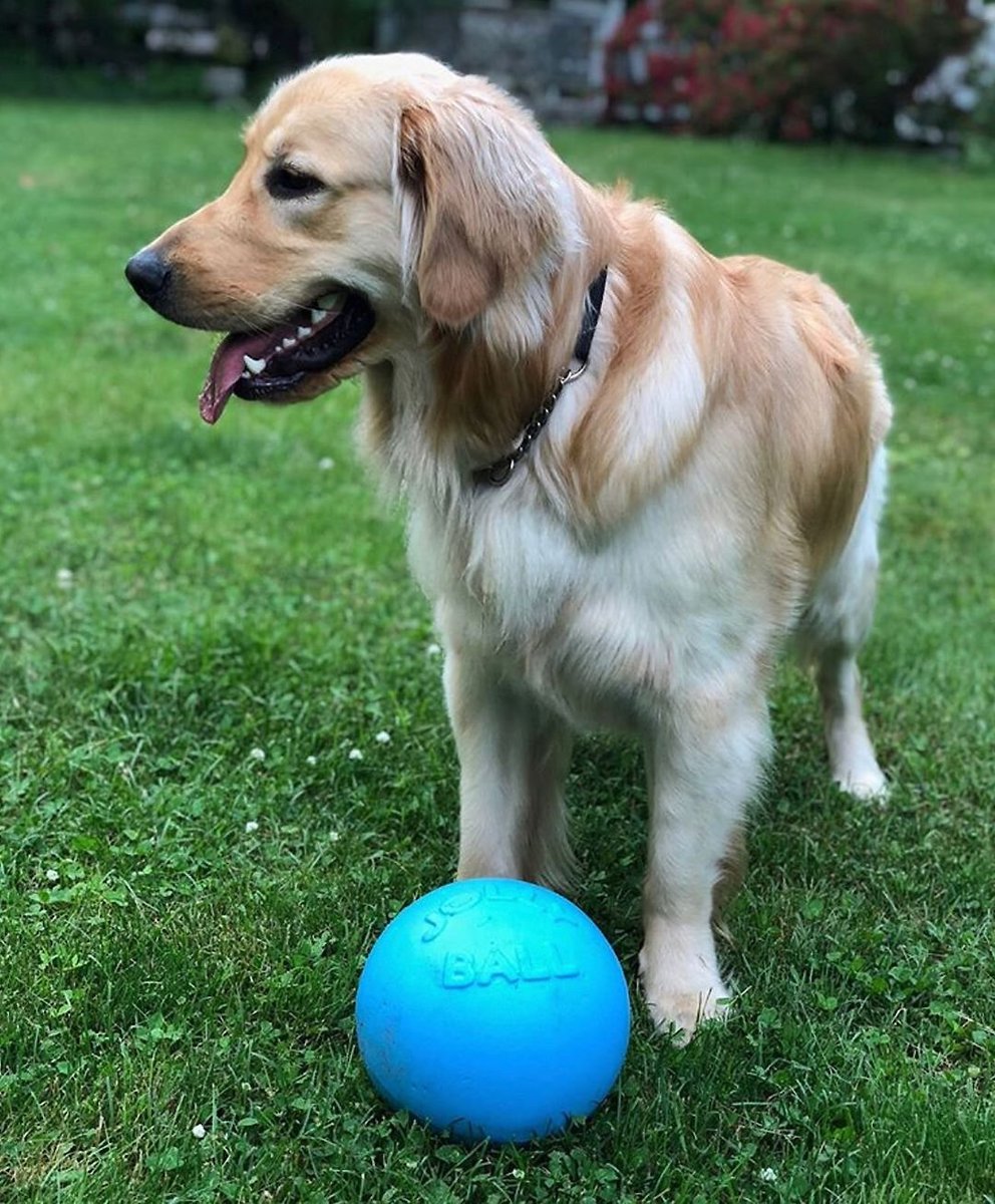 Jolly Pets Bounce-n-Play Dog Toy， Blueberry