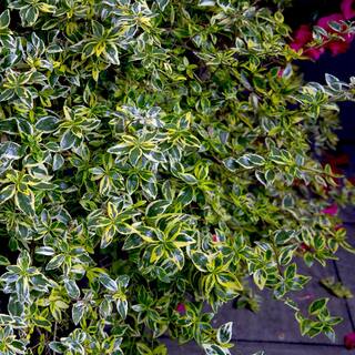 SOUTHERN LIVING 2 Gal. Miss Lemon Abelia Plant with Bright Variegated Yellow Foliage 14401