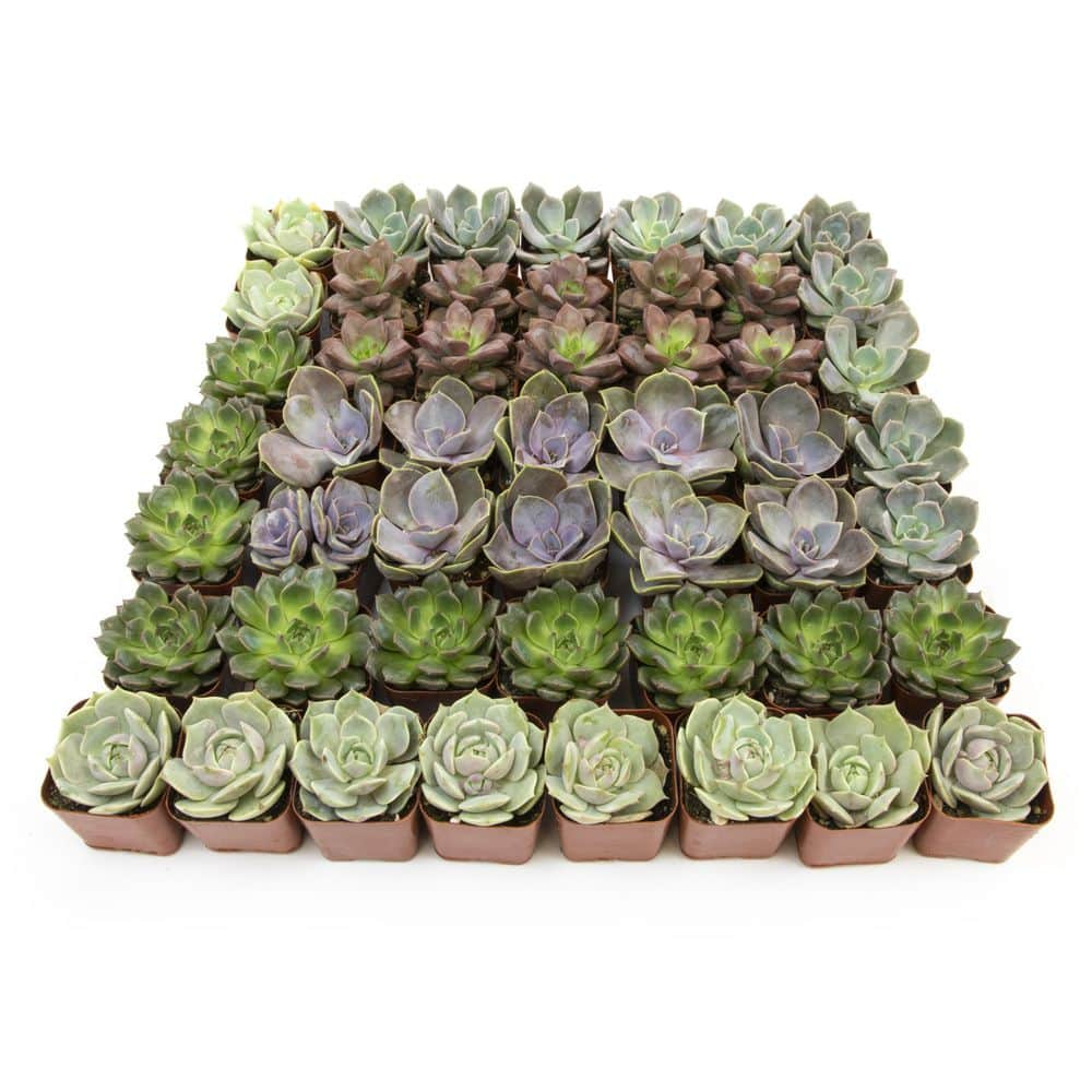 SMART PLANET 2 in. Square Succulent Assortment (50-Pack) 0872695