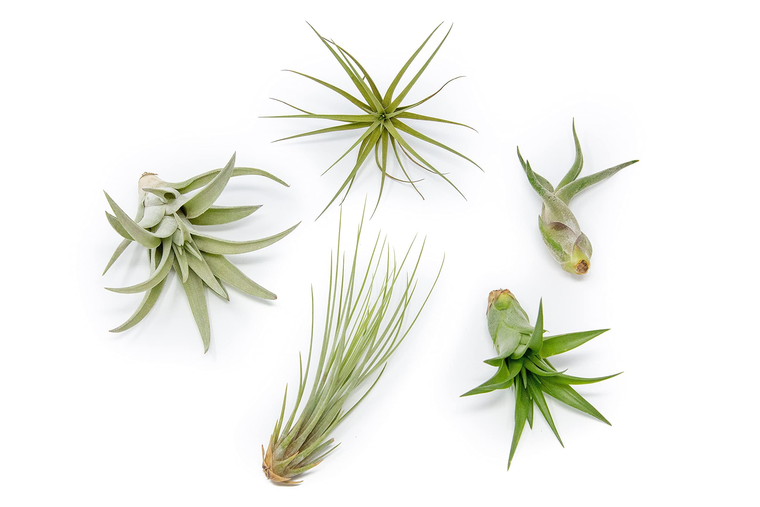 Pack of Classic Air Plants Variety - Live Succulent House Plants - Available in Wholesale and Bulk - Home and Garden Decor - Easy Care Indoor and Outdoor Plants (Pack of 5)