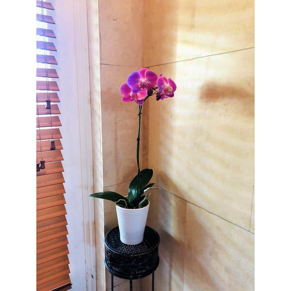 4 in. Phalaenopsis Orchid in Grower Pot PHAL4BLOOM