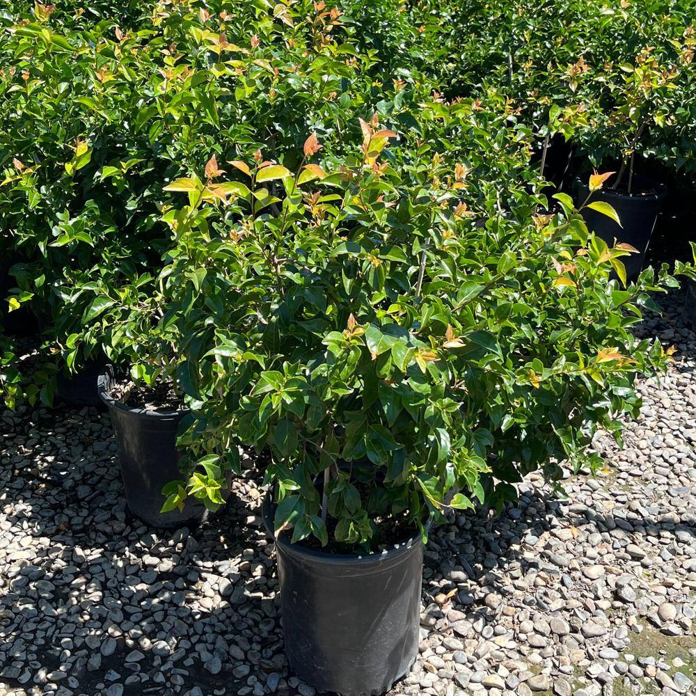 Alder  Oak 5 container Compact Shiny Xylosma Evergreen shrub (2-pack) XYCO05
