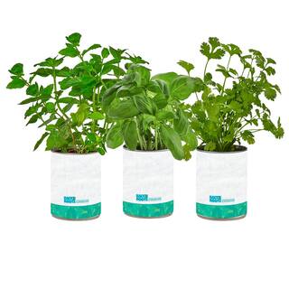 Back to the Roots BasilCilantroMint Grow Kit Herb Garden (3-Pack) 22206