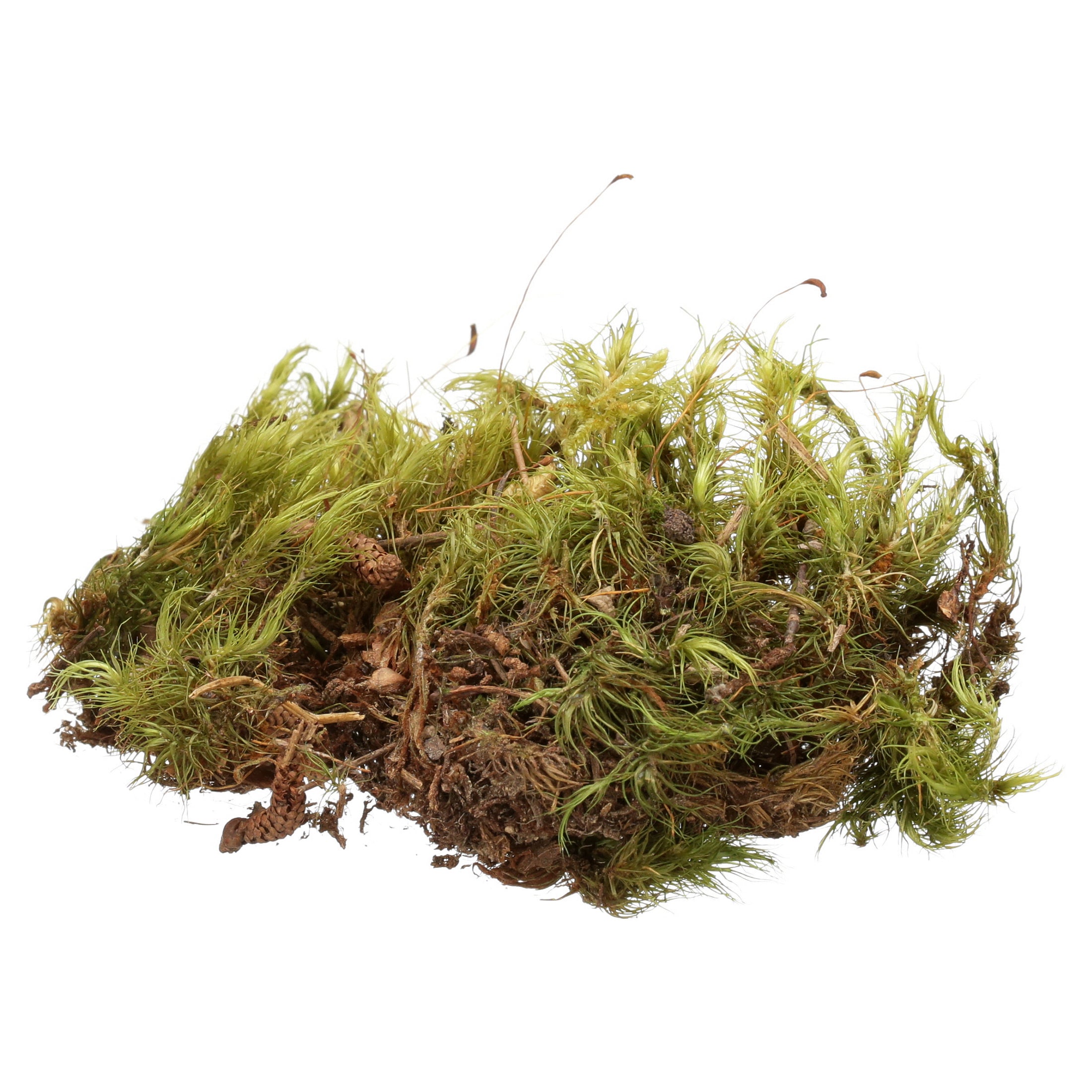 Fluker's Live Moss Terrarium Substrate for Hermit Crabs， 0.7 oz