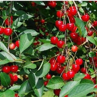5 gal. Lapins Cherry Tree CHELAP05G